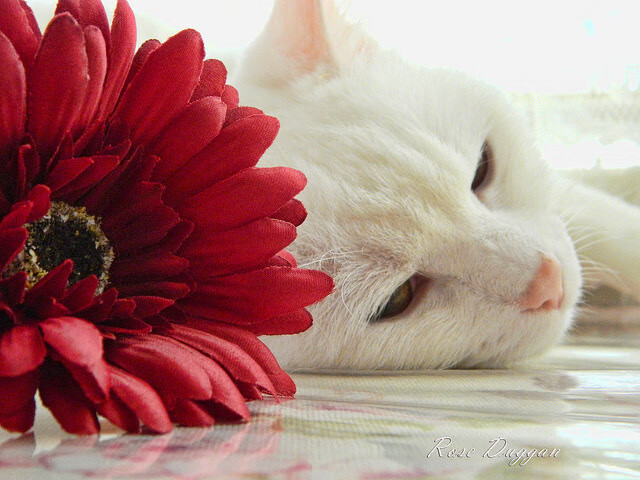 莫兰特刷新社交媒体纪录,步行者对阵马刺激战成最佳背景