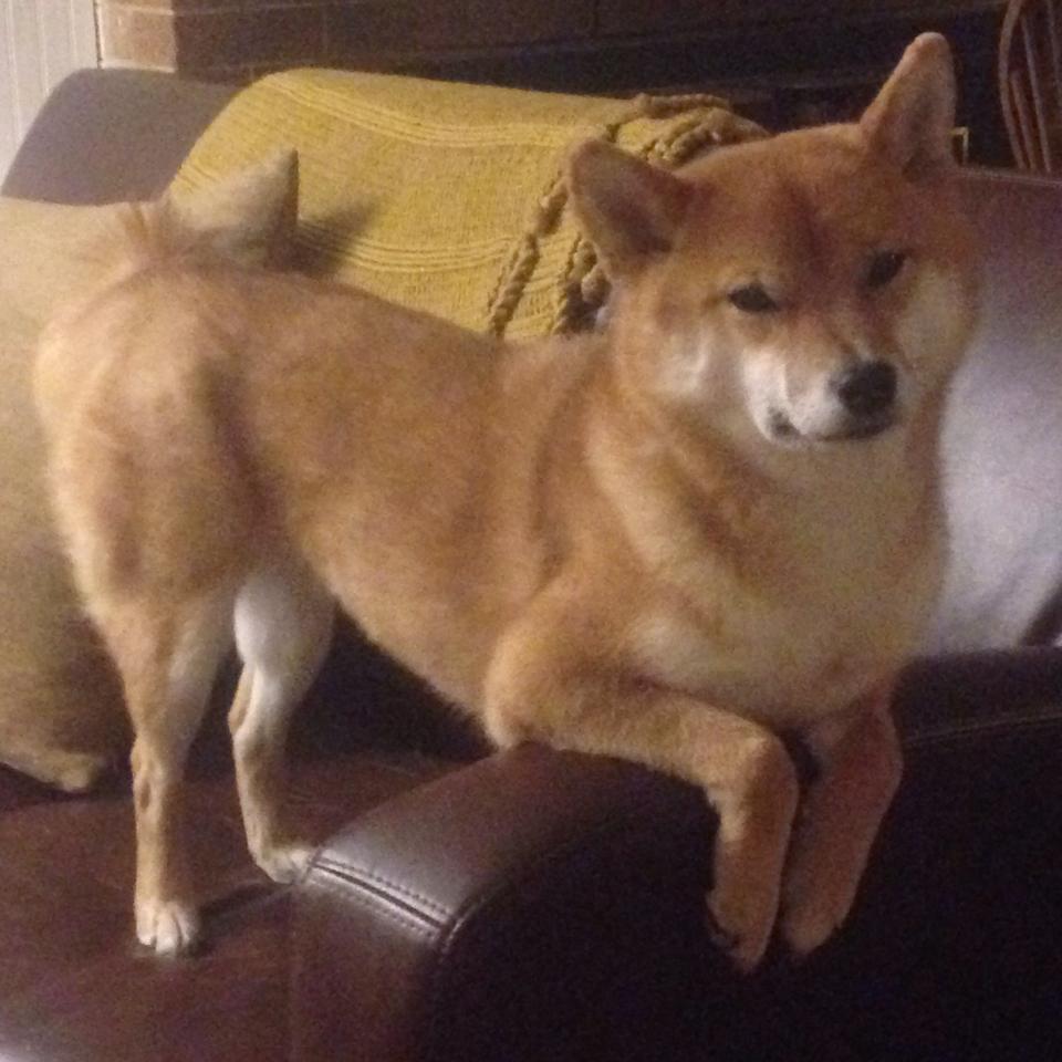 一场比赛，两段传奇，当蒂亚戈写下历史，罗马打穿韩国