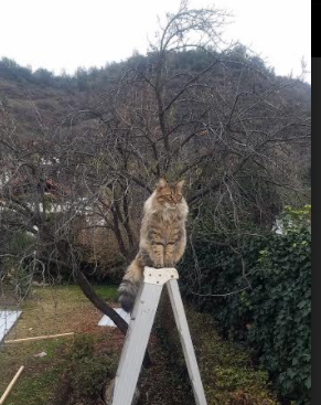 雷火电竞简介-加勒比惊雷撕裂撒哈拉防线！牙买加致命一击改写百年足球叙事