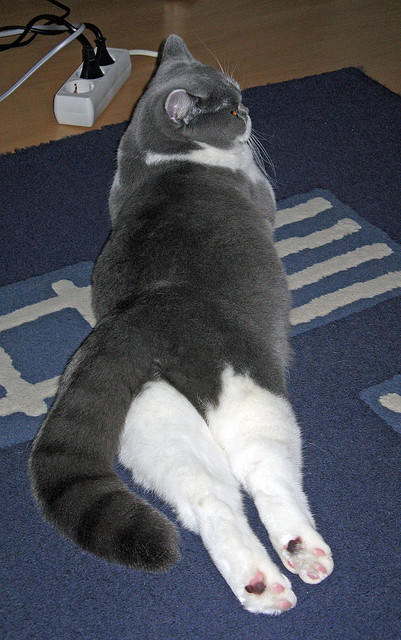 雷火电竞-文班亚马，生于聚光灯下的篮球演员，舞台越大越强