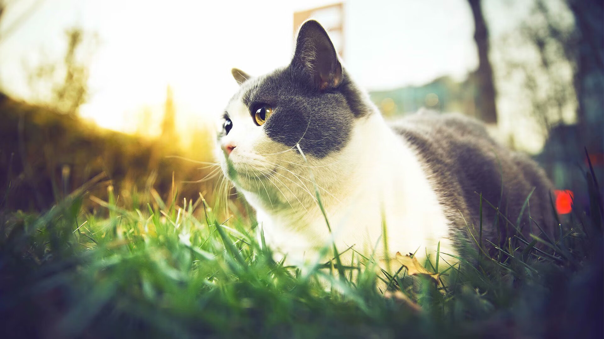 雷火电竞充值-魔幻血月之夜，当福克斯在年度焦点战中撕裂规则，统治全场